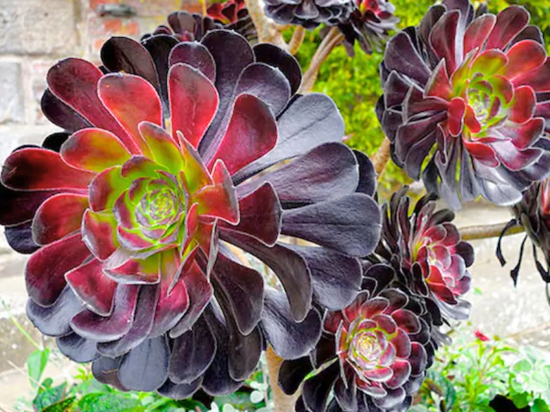 Tree Houseleek (Aeonium)