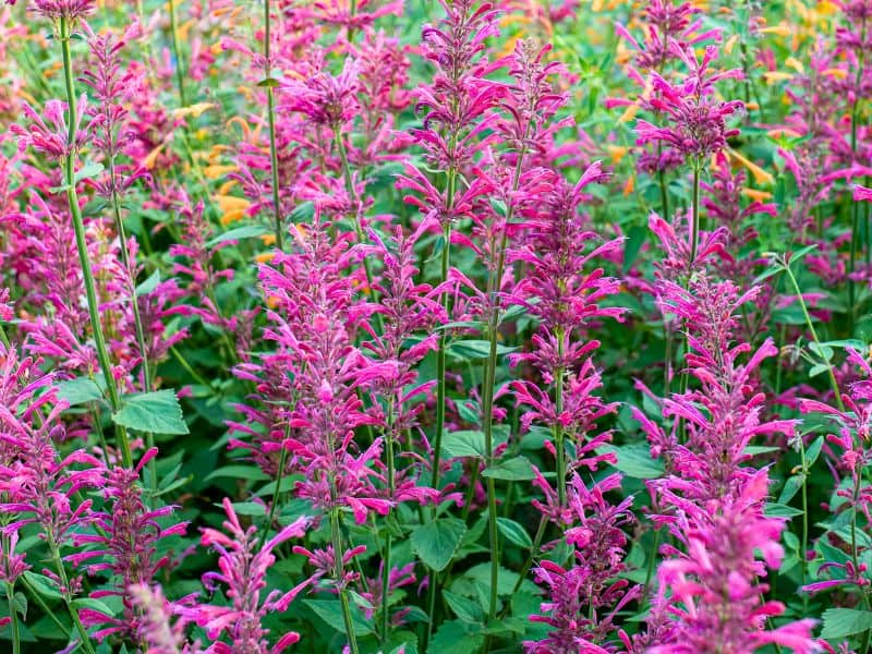 Giant Hyssop (Agastache)