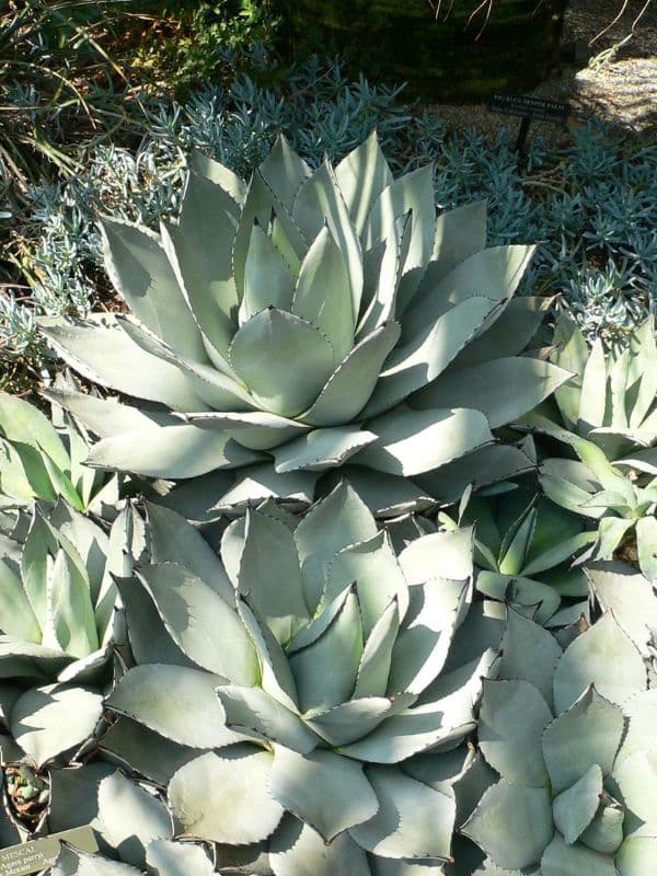 Parry's Agave (Agave parryi)