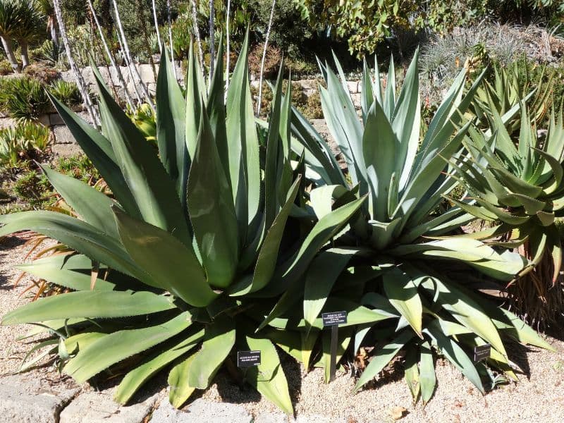 Green Maguey (Agave salmiana)