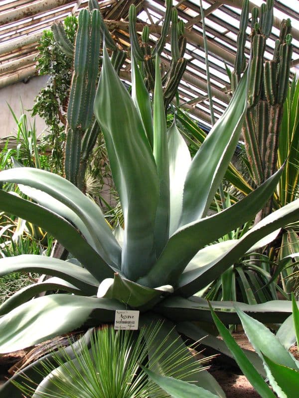 Green Maguey (Agave salmiana)