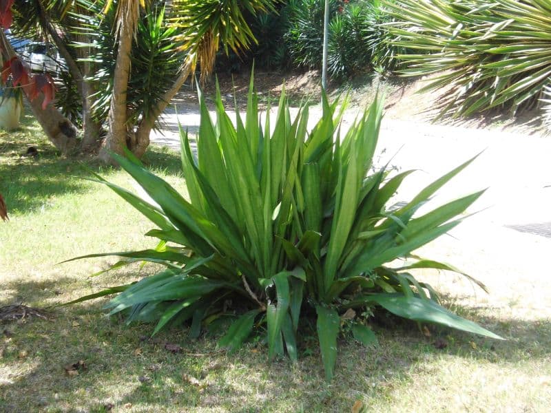 Green Maguey (Agave salmiana)