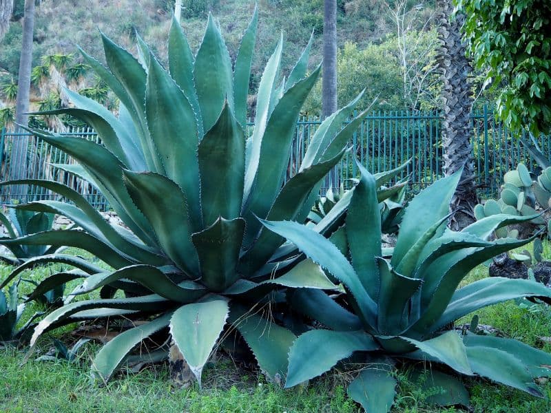 Green Maguey (Agave salmiana)