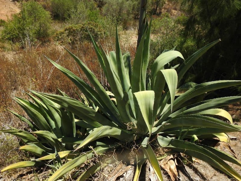 Green Maguey (Agave salmiana)