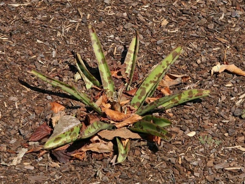 False Aloe (Agave virginica)