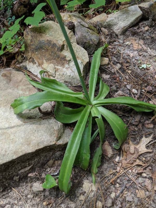 False Aloe (Agave virginica)