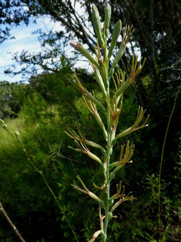 False Aloe (Agave virginica)