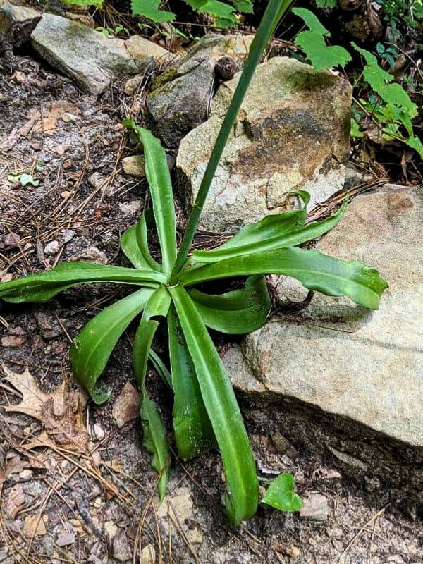 False Aloe (Agave virginica)