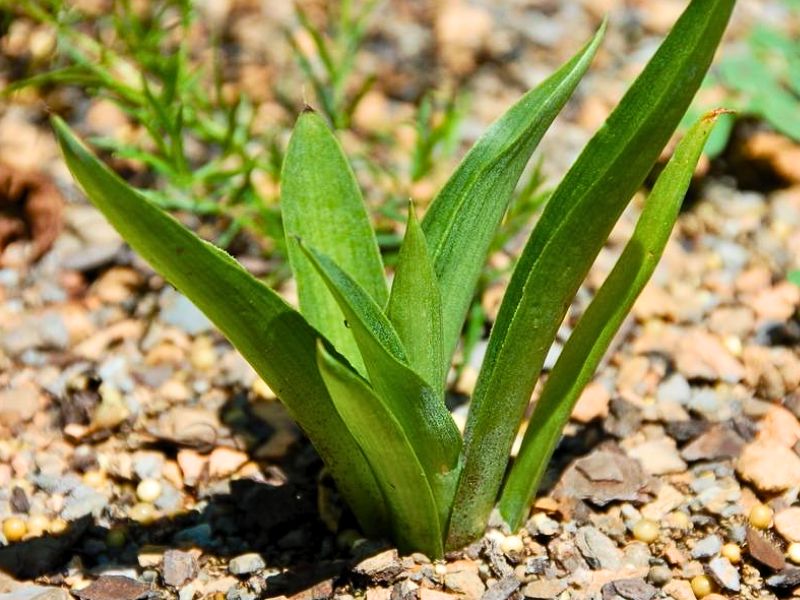 False Aloe (Agave virginica)