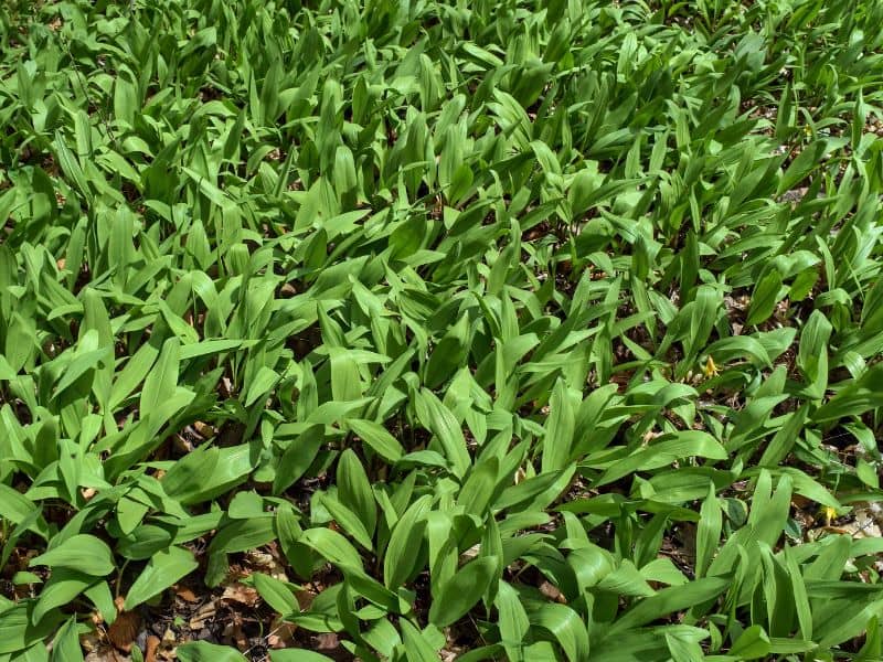 Wild Leek (Ramp, Allium tricoccum)