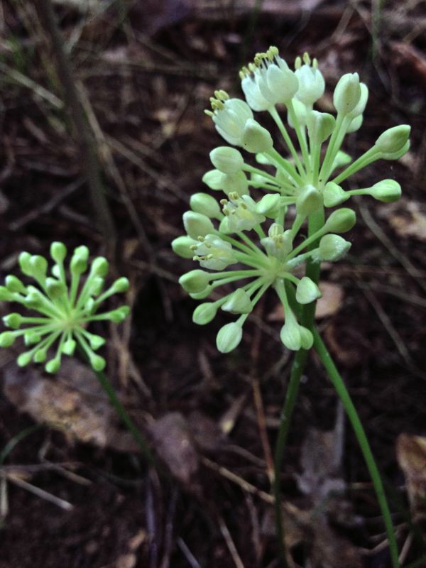 Wild Leek (Ramp, Allium tricoccum)