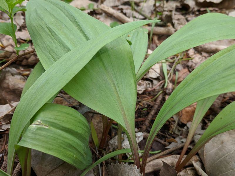 Wild Leek (Ramp, Allium tricoccum)