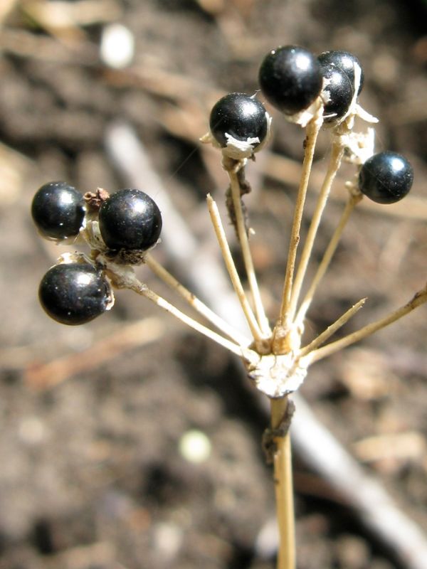 Wild Leek (Ramp, Allium tricoccum)