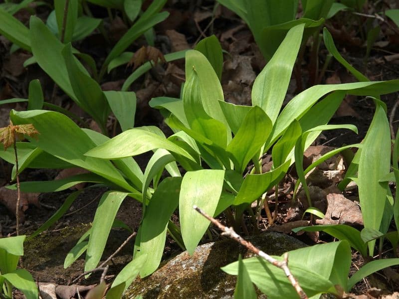 Wild Leek (Ramp, Allium tricoccum)