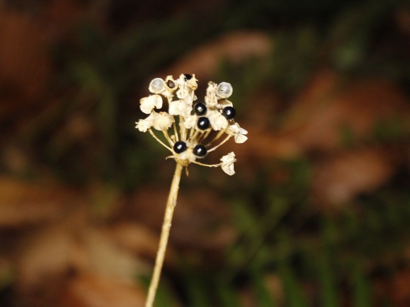 Wild Leek (Ramp, Allium tricoccum)