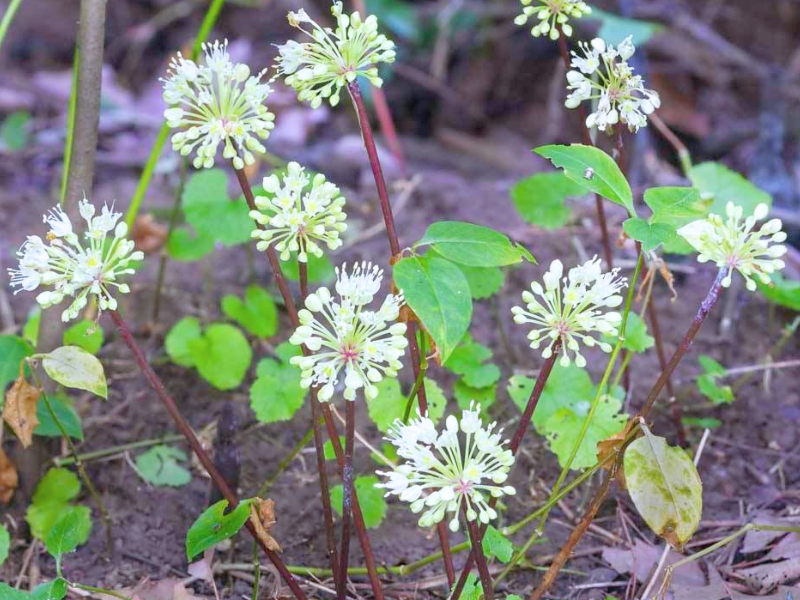 Wild Leek (Ramp, Allium tricoccum)