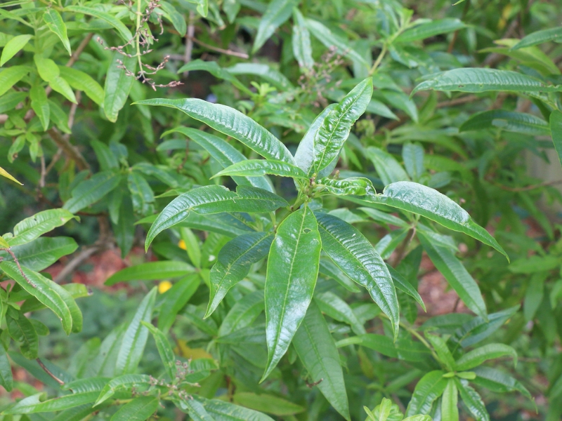 Lemon Verbena (Aloysia citriodora)