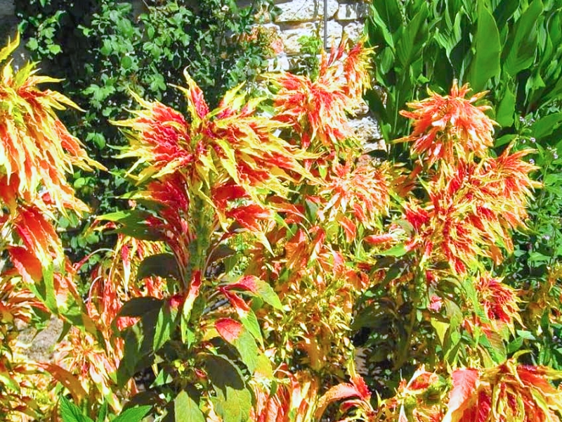 Joseph's Coat (Edible Amaranth, Amaranthus tricolor)