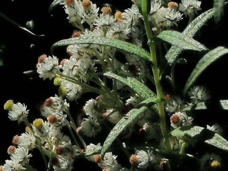 Pearly Everlasting (Anaphalis margaritacea)