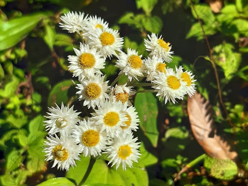 Pearly Everlasting (Anaphalis margaritacea)