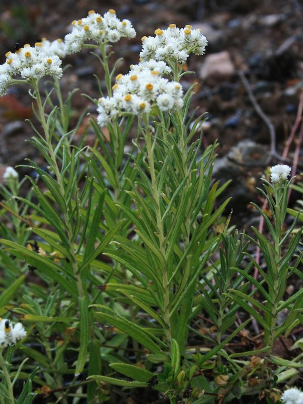 Pearly Everlasting (Anaphalis margaritacea)