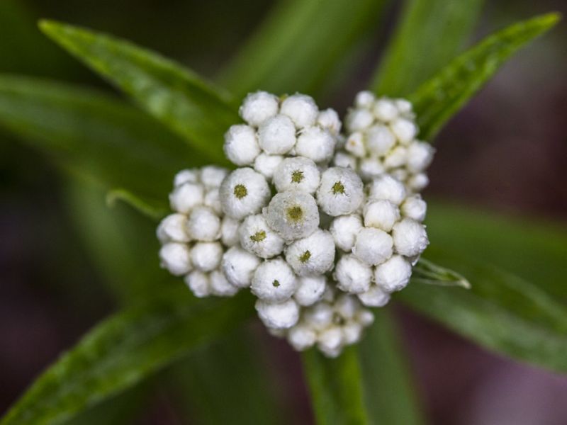 Pearly Everlasting (Anaphalis margaritacea)