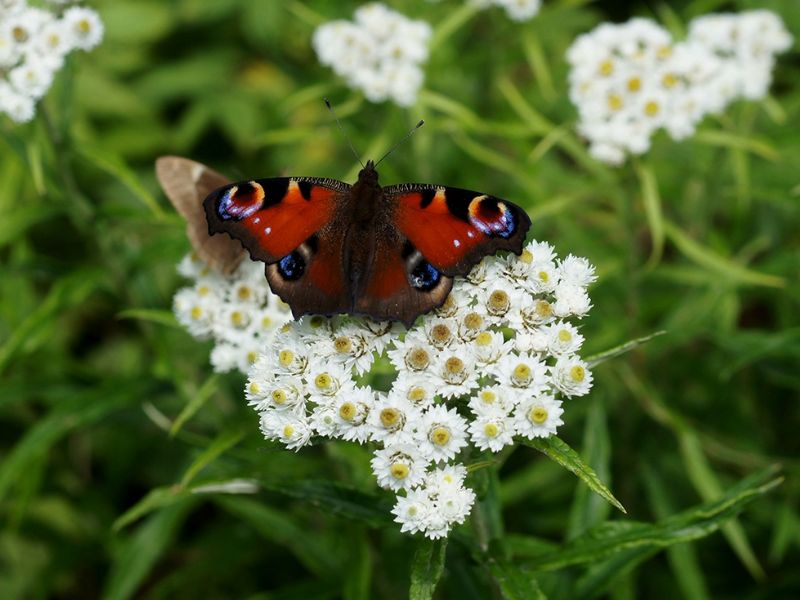 Pearly Everlasting (Anaphalis margaritacea)