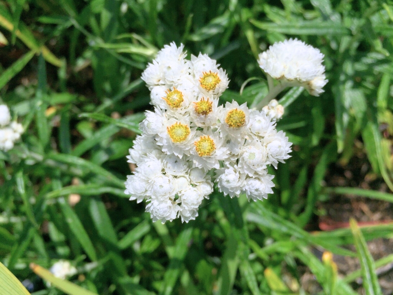 Pearly Everlasting (Anaphalis margaritacea)