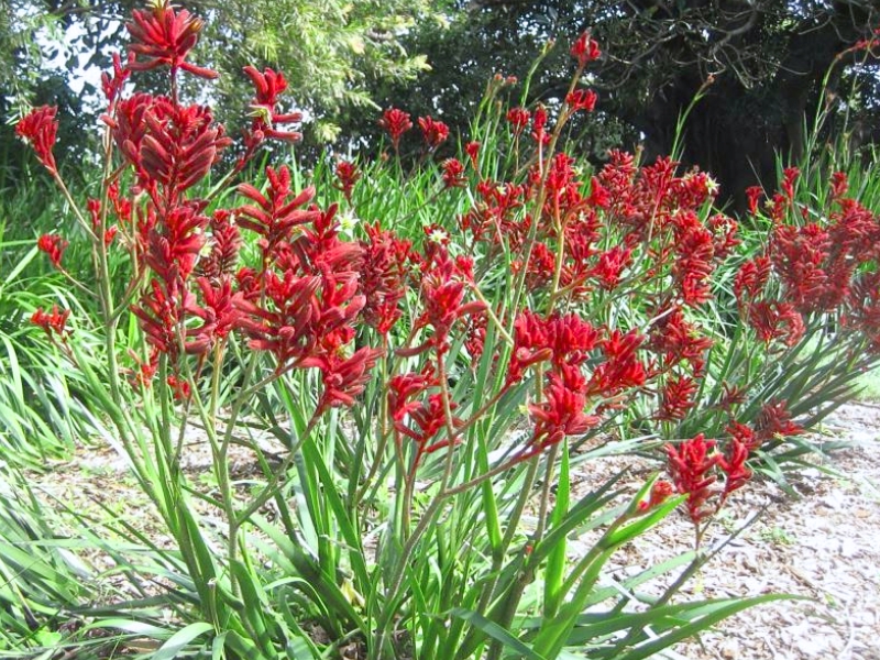 Kangaroo Paw (Anigozanthos flavidus)