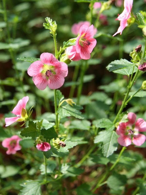 African Mallow (Anisodontea capensis)