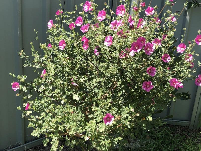 African Mallow (Anisodontea capensis)