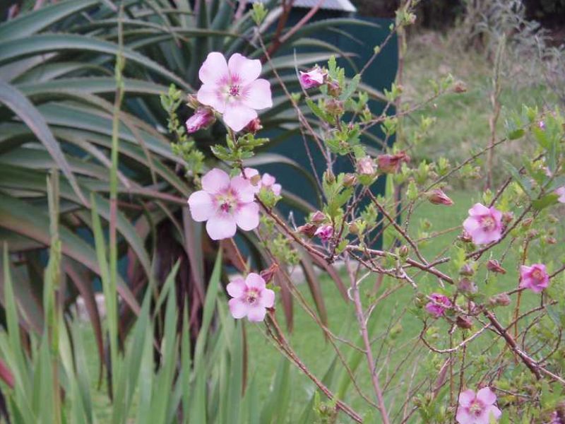 African Mallow (Anisodontea capensis)