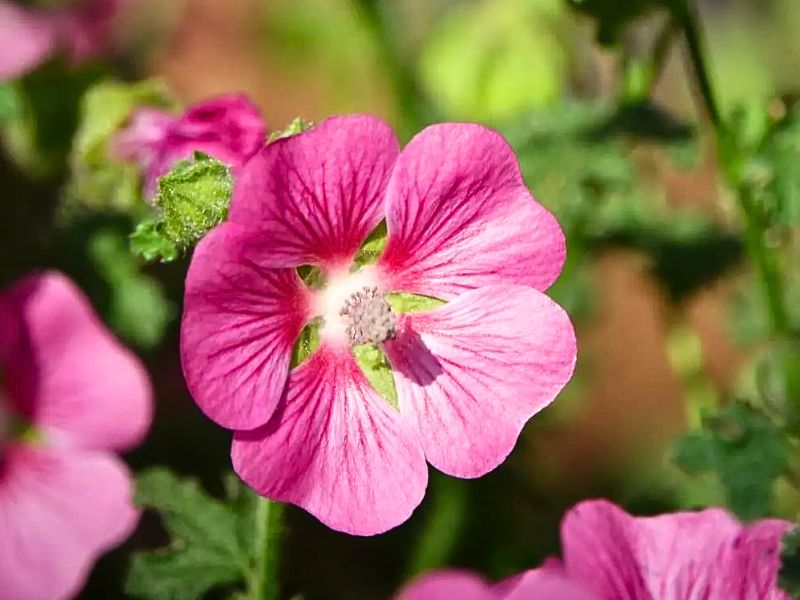 African Mallow (Anisodontea capensis)