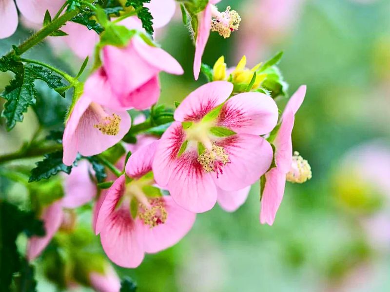 African Mallow (Anisodontea capensis)