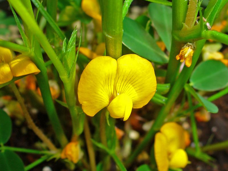 Peanut (Arachis hypogaea)