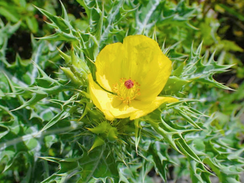 Mexican Prickly Poppy (Argemone mexicana)