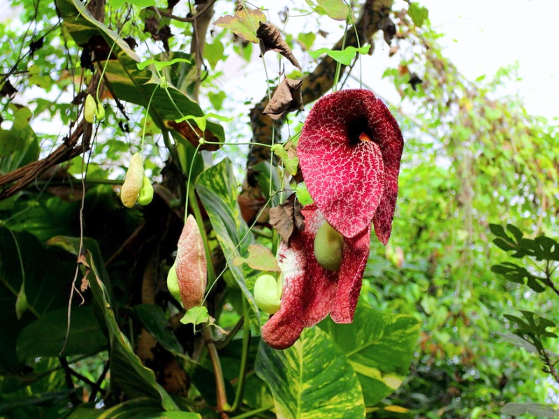 Giant Dutchman's Pipe (Aristolochia gigantea)