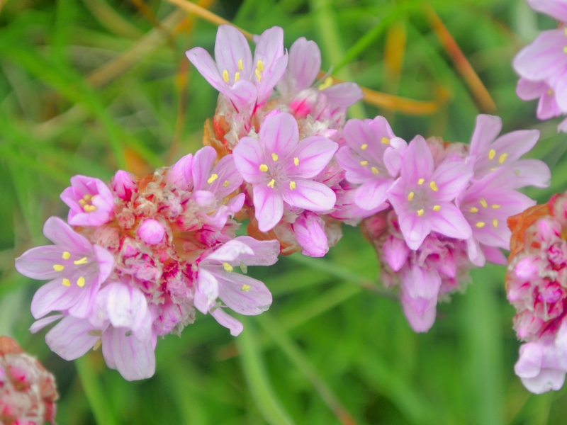 Sea Thrift (Armeria maritima)