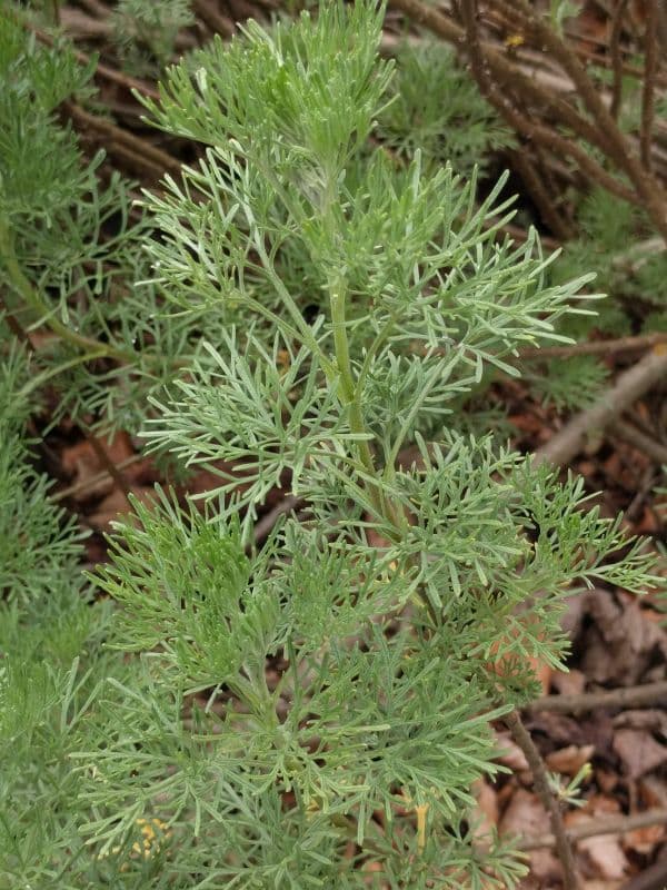 Southernwood (Artemisia abrotanum)