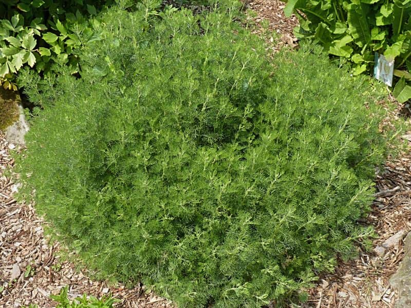 Southernwood (Artemisia abrotanum)