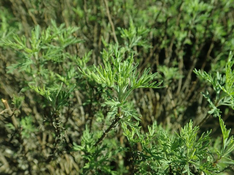 Southernwood (Artemisia abrotanum)