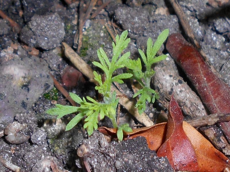 Southernwood (Artemisia abrotanum)