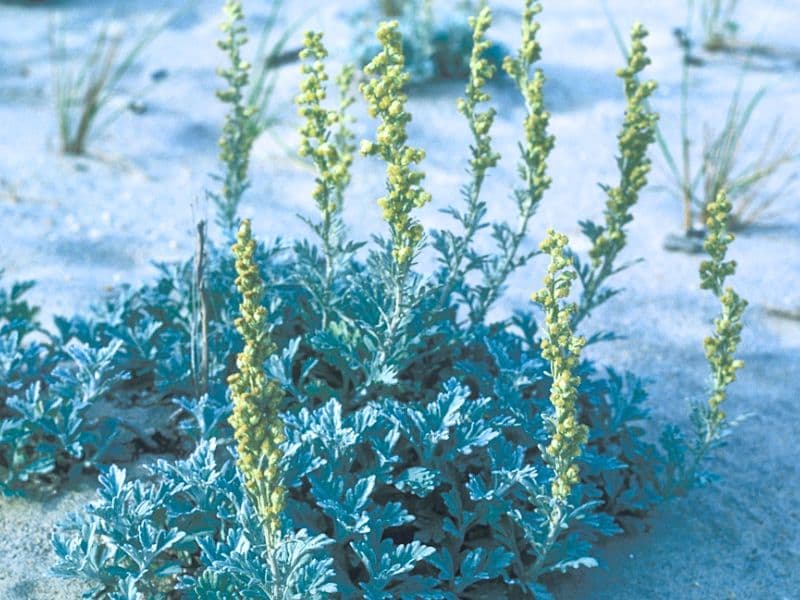 Beach Wormwood (Artemisia stelleriana)