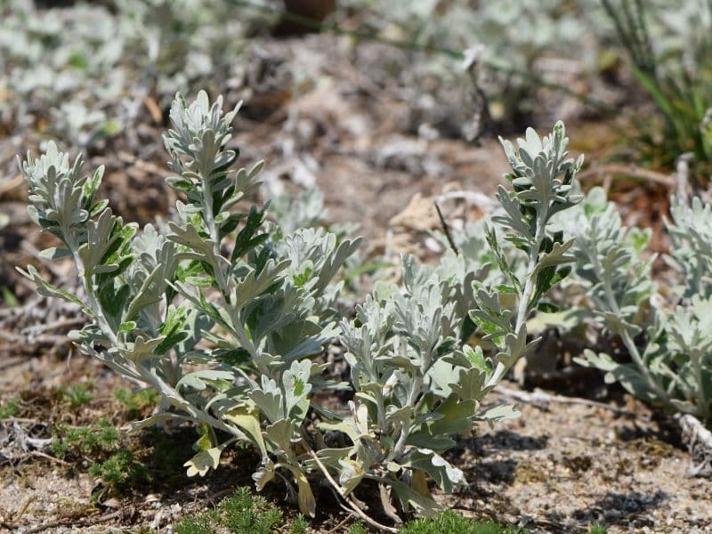 Beach Wormwood (Artemisia stelleriana)