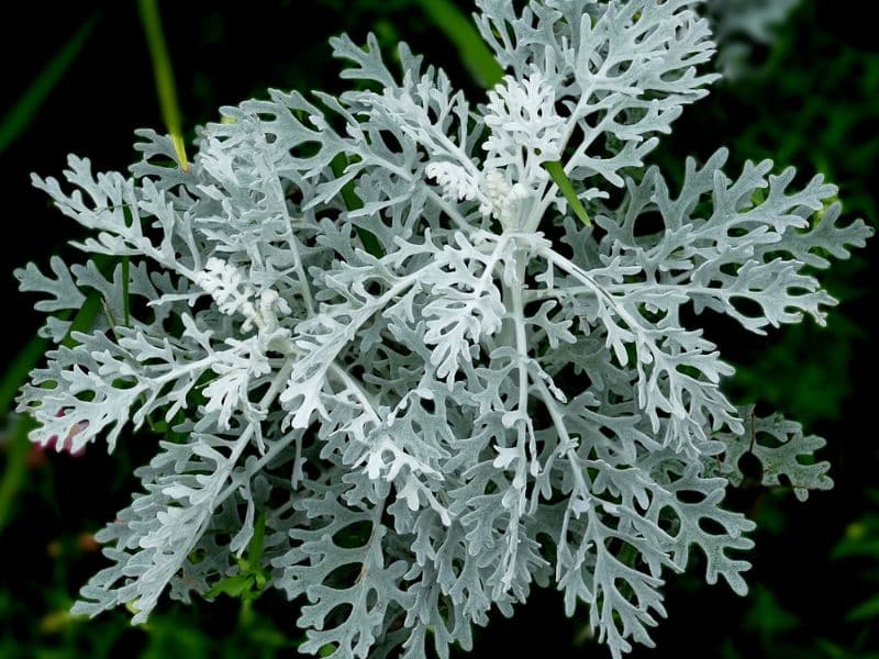 Beach Wormwood (Artemisia stelleriana)