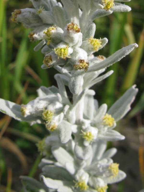 Beach Wormwood (Artemisia stelleriana)