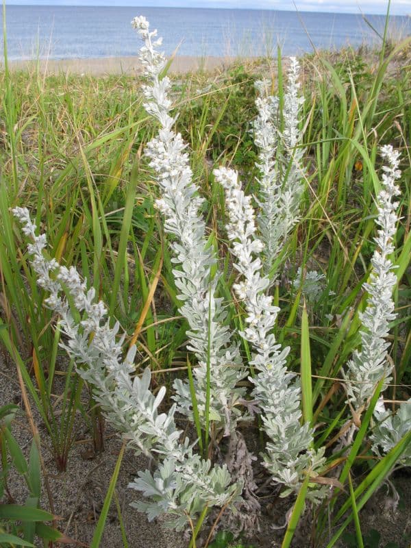 Beach Wormwood (Artemisia stelleriana)