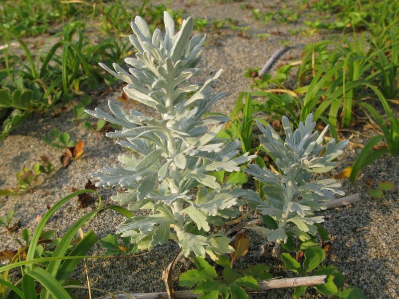 Beach Wormwood (Artemisia stelleriana)