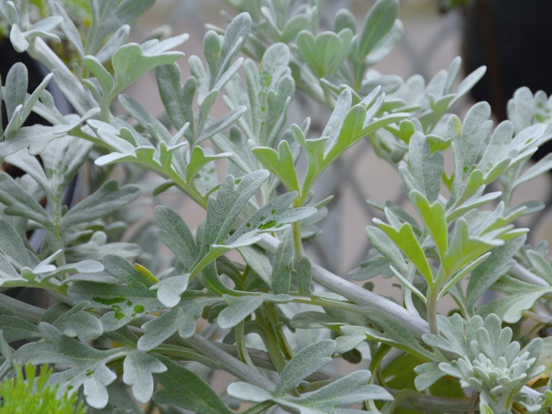 Beach Wormwood (Artemisia stelleriana)