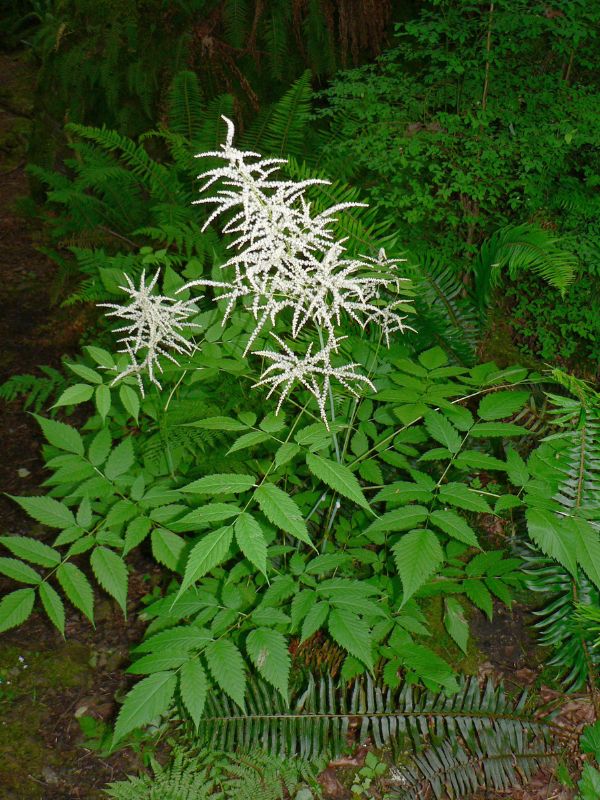 Goat's Beard (Aruncus dioicus)